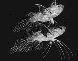 Аквариумное рыбоводство. Рис. 69. Рыба-бабочка