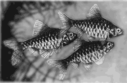 Аквариумное рыбоводство. Рис. 84. Пунтиус олиголепис