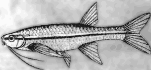 Аквариумное рыбоводство. Рис. 88. Эзомус