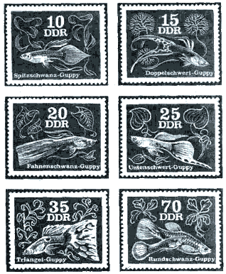 Серия почтовых марок с изображением гуппи, выпущенная аквариумистами ГДР