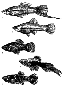 Меченосцы: 1-2 - зеленый меченосец (самец и самка); 3 - пятнистая пецилия; 4 - пестрая пецилия (редиска); 5 - пестрая пецилия;