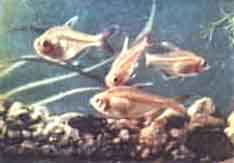 Аквриумное рыбоводство. Минор-альбинос