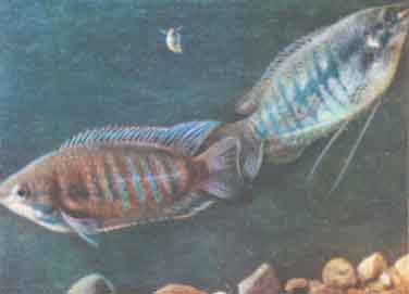 Аквариумное рыбоводство. Лябиоза