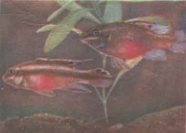 Аквариумное рыбоводство. Пельматохромис крибензис
